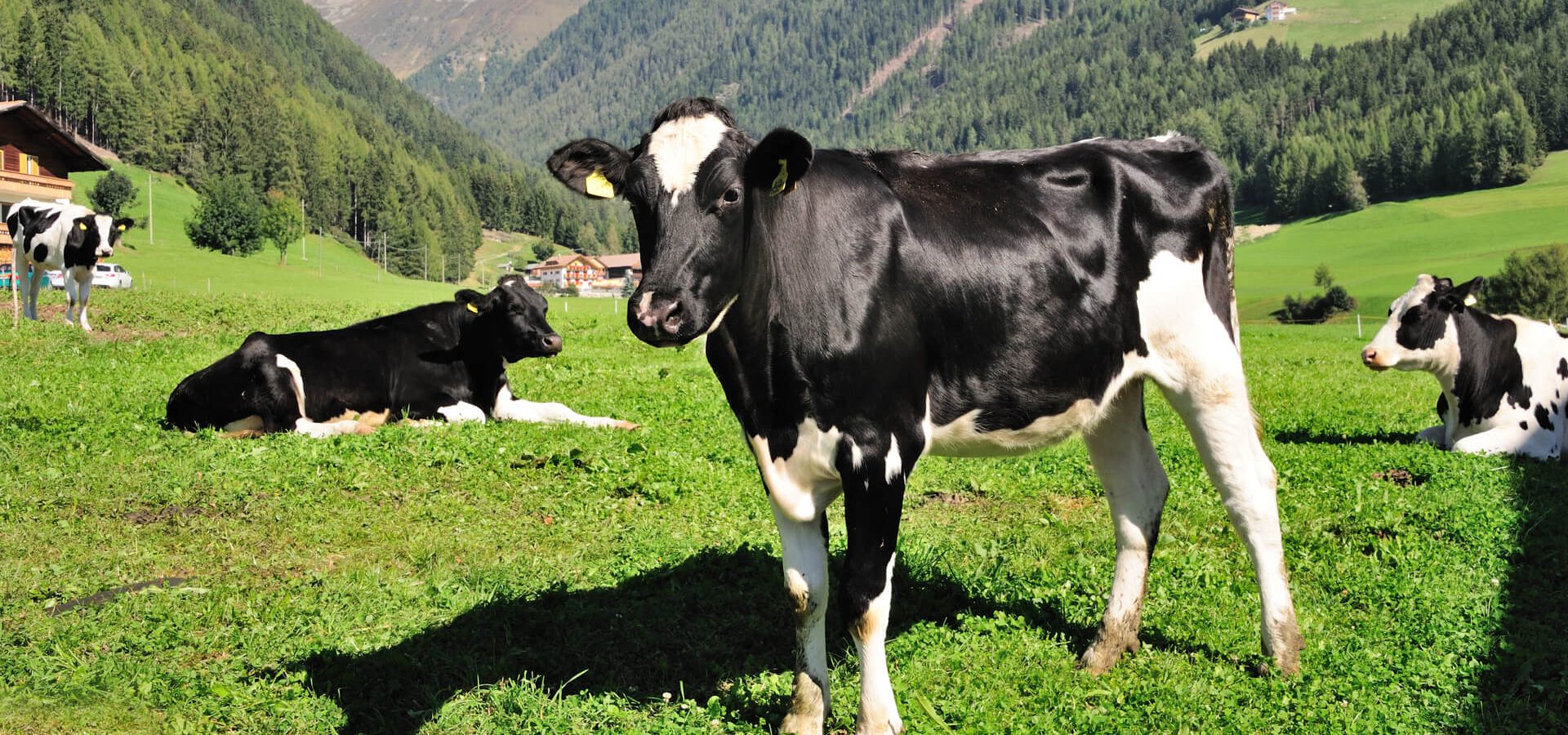 Leimgruber Urlaub am Bauernhof1 Leimgruber Urlaub am Bauernhof1